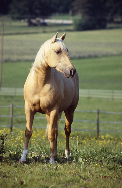 File:Palomino.jpg