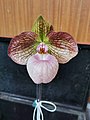 梵天拖鞋兰 Paphiopedilum × fanaticum