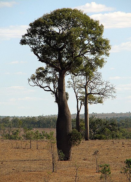 Файл:Queensland Bottle Tree 2.jpg