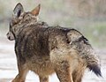 Red wolf (Canis rufus)