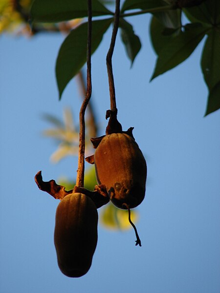 File:Starr 070727-7654 Adansonia digitata.jpg