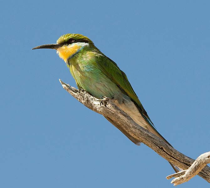 Файл:Swallowtailed bee-eater.jpg