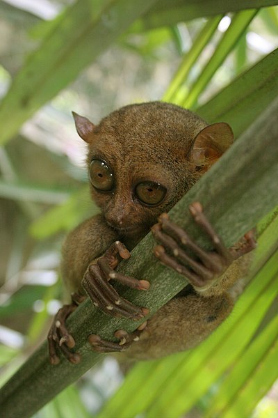 Archivo:Tarsier-GG.jpg