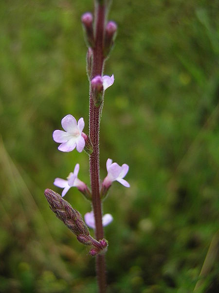 Файл:Verbena officinalis2.jpg