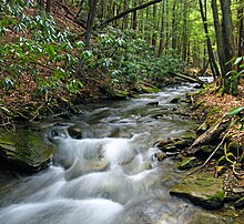 A stream flowing over rocks and between evergreen trees