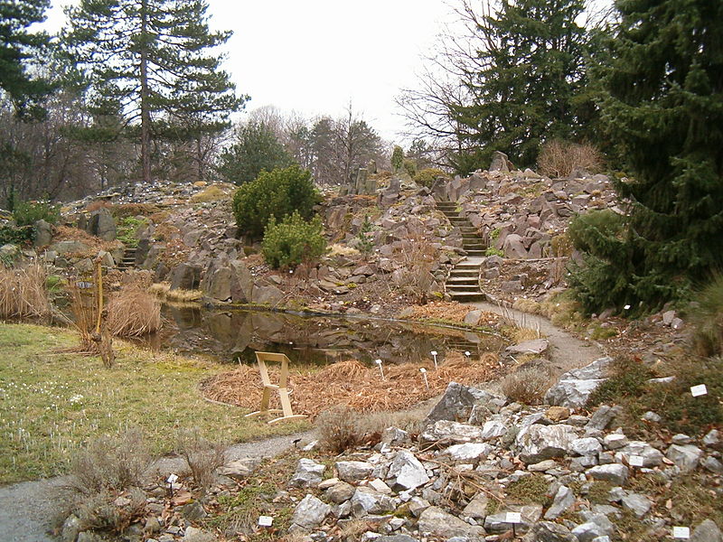 Файл:Alpinum BotGardDresden070219.jpg