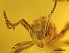 Asymphylomyrmex balticus fossil