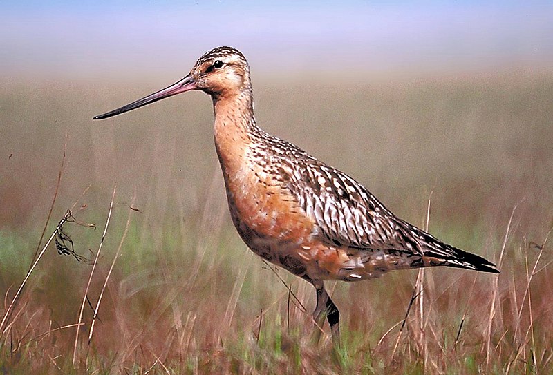 File:BartailedGodwit24.jpg