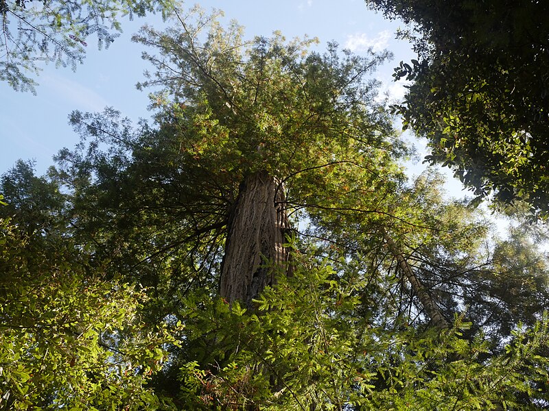 File:Big Tree-Mendocino Woodland SP.jpg