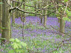 Bluebells in Colonel's Covert