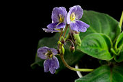 Boea hemsleyana flowers