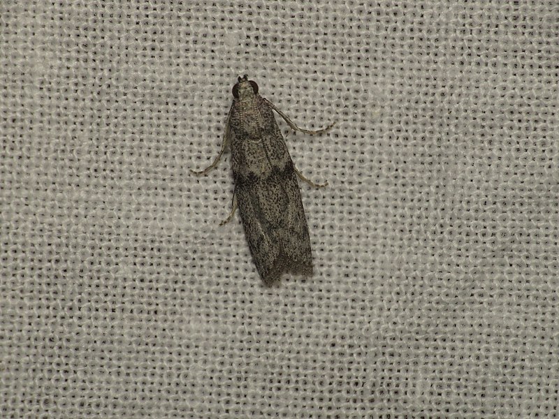 File:Cadra reniformis (15872263245).jpg