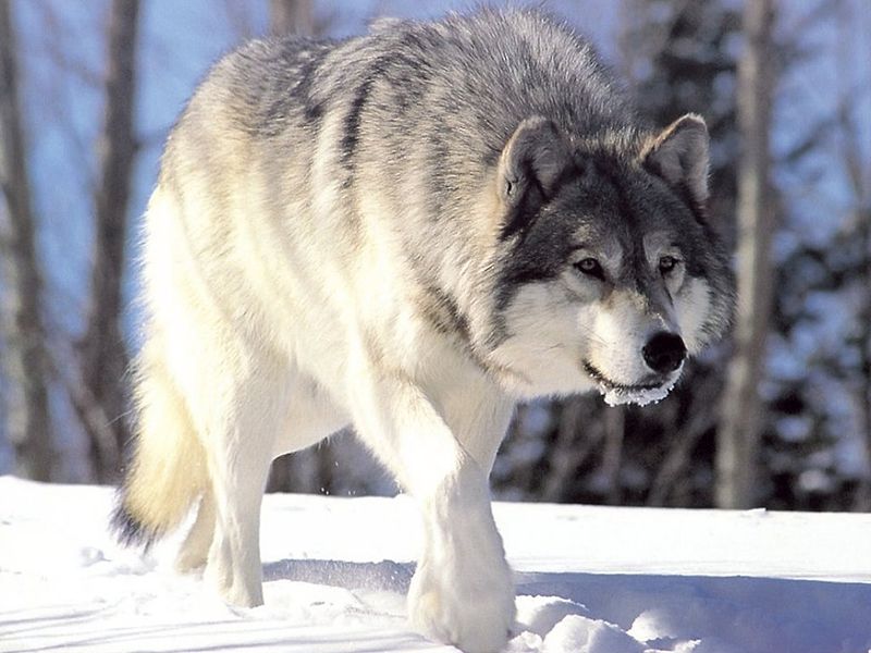 Файл:Canis lupus 265b.jpg