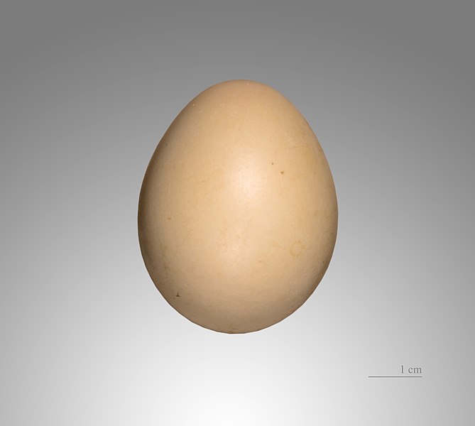 File:Chrysolophus pictus MHNT.jpg