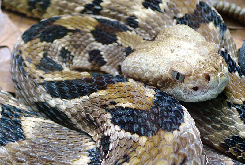 File:Crotalus horridus (5).jpg