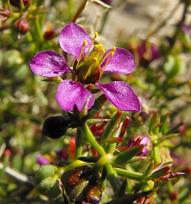 Fagonia laevis