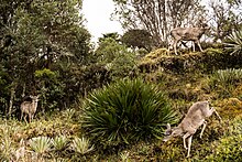 Venados de cola blanca,¿parque nacional natural Chingaza, 2016