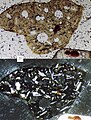 Microlitic volcanic lithic fragment, scale in millimeters. Top picture in plane-polarized light, bottom picture in cross-polarized light.