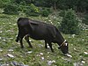 Albera cattle grazing