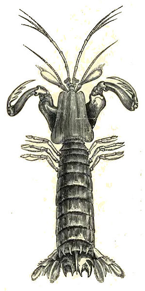 File:MantisShrimpLyd.jpg