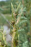 Seed capsules