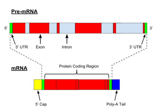 File:Pre-mRNA.svg