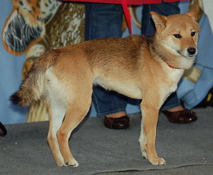 Файл:Shiba inu 454 ML.jpg