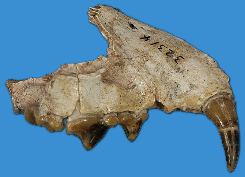 File:Sthenictis campestris jaw.png