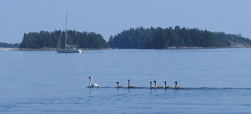 File:Swan-with-six-cygnets FI-EU 2007-Aug-10 by-RAM.jpg