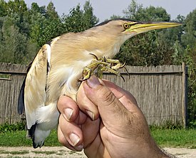 Малая выпь (Ixobrychus minutus)