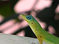 Anolis trinitatis