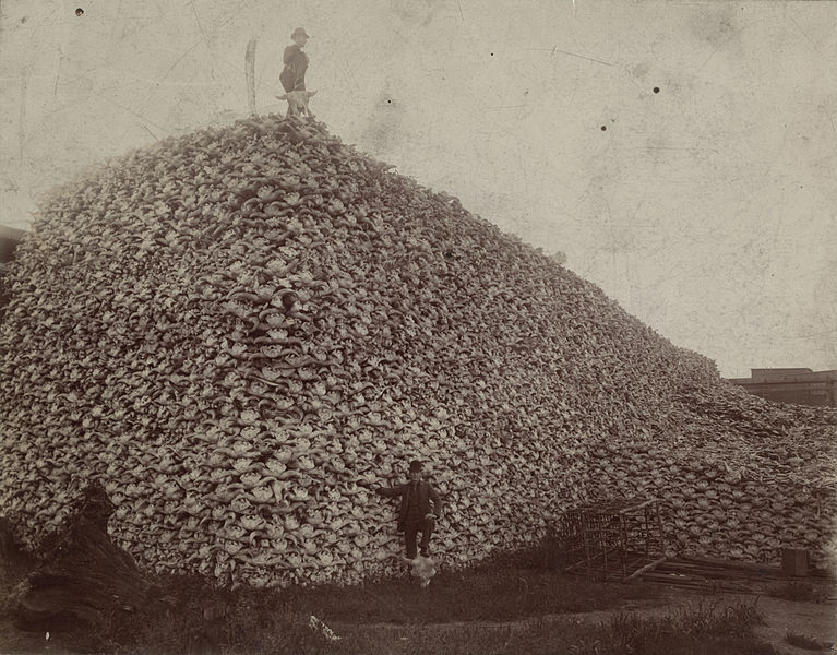 Archivo:Bison skull pile.jpg