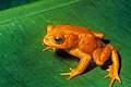 Image 5The golden toad, an amphibian once endemic to Costa Rica, is now extinct. (from Wildlife of Costa Rica)