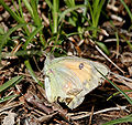 Dark Clouded Yellow Colias croceus at Guna Pani