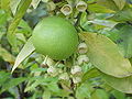 Pomelo on tree