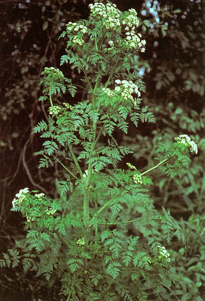 Файл:Conium maculatum.jpg