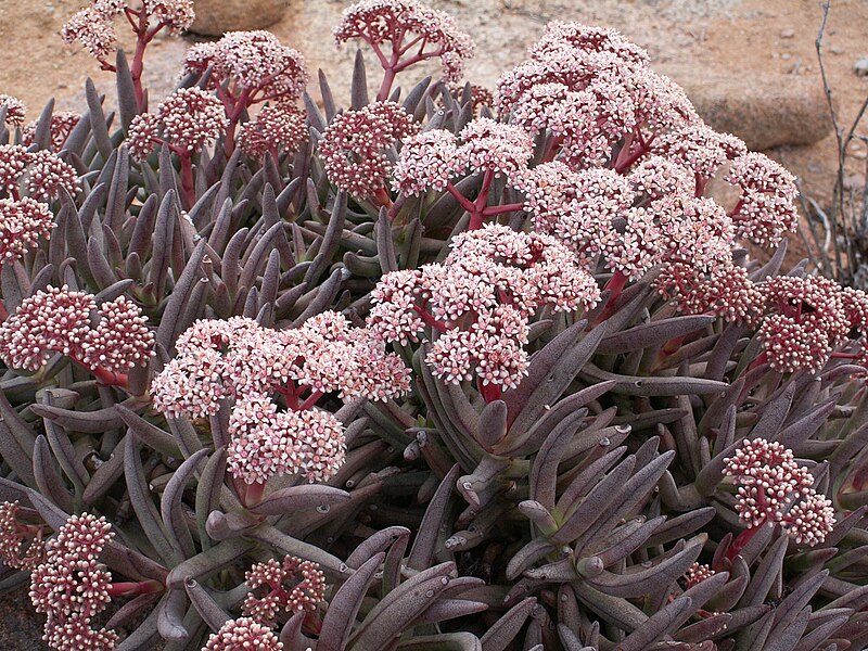 Файл:Crassula macowaniana2.jpg