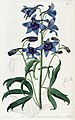 Delphinium cheilanthum (The Botanical Register 1820)