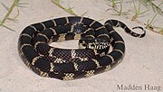 Thumbnail for Lampropeltis getula