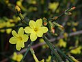 Jasminum nudiflorum (Winter Jasmine)