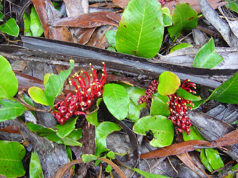 File:Grevillea laurifolia.jpg