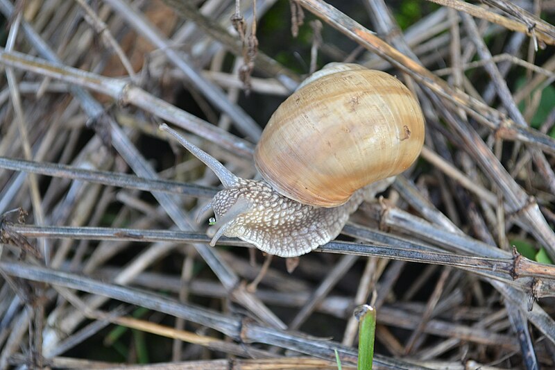 File:Helix lutescens RO.jpg