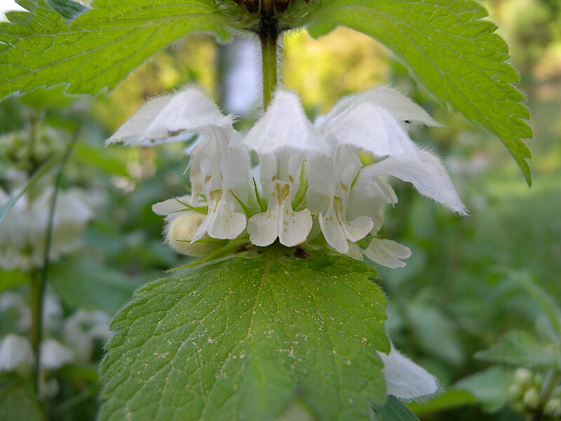 File:Lamium album 2 BOGA.jpg