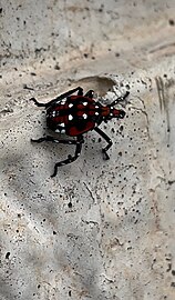 4th instar nymph in South Korea.