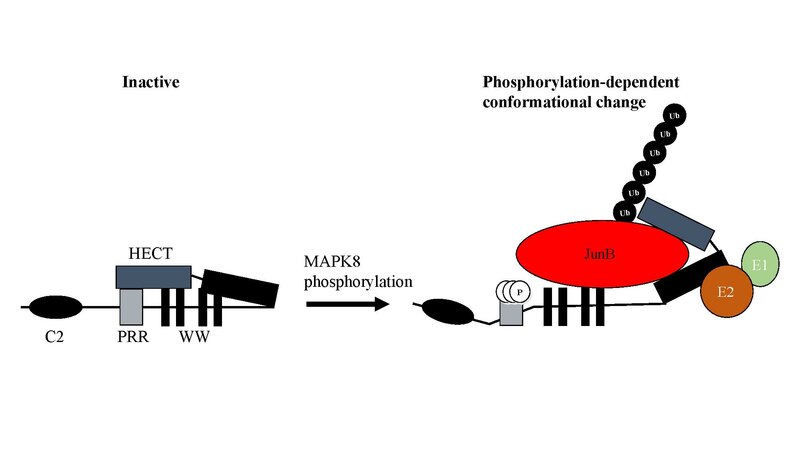 File:MAPK8ItchWiki.pdf