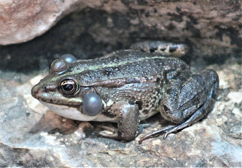 File:MarshFrog-Sac1.jpg