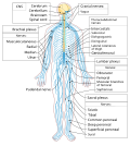 Thumbnail for Central nervous system disease