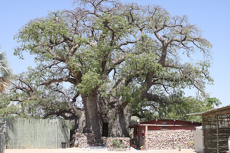 Файл:Ombalantu Baobab Tree.jpg