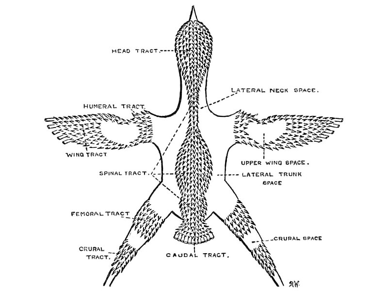 File:PasserinePterylosis (cropped).jpg