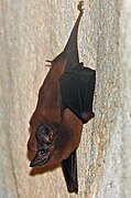 Brown bat